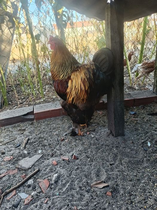 Dois Galos Brahma Perdiz