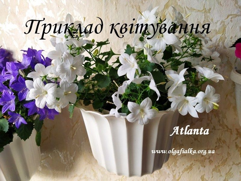 Кампанула кімнатна