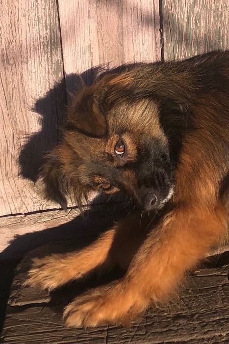 Віддам цуценят ,собаченят,малої породи!