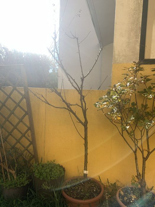 Vendo plantas / arvores frutiferas em vaso