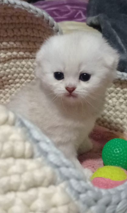 Шотландська дівчинка фолд шиншила срібло