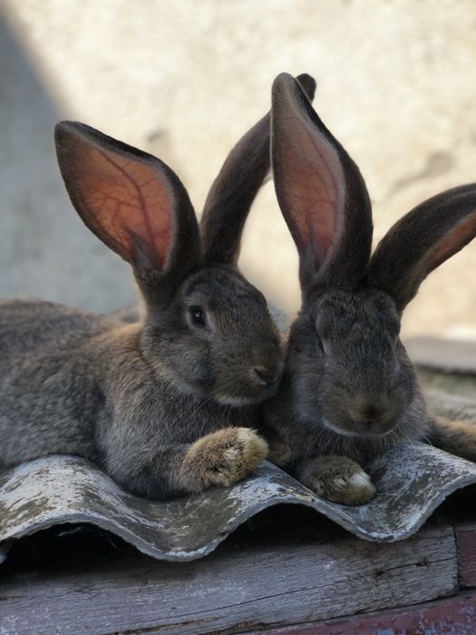 Молодняк, самці, самки Фландра Сірого Велетня та Метелика. Кролики
