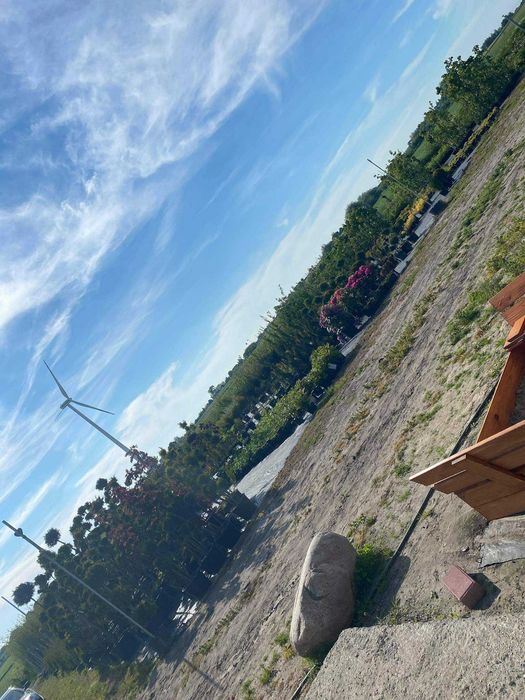 Tuje szmaragd, katalpy, róże