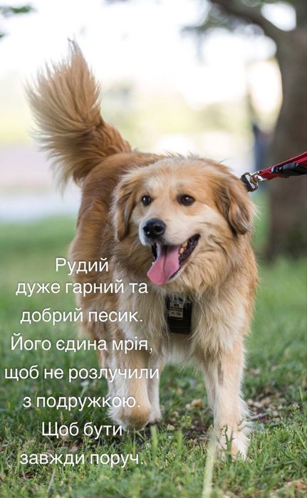 Собаки,  отдаем в семьи