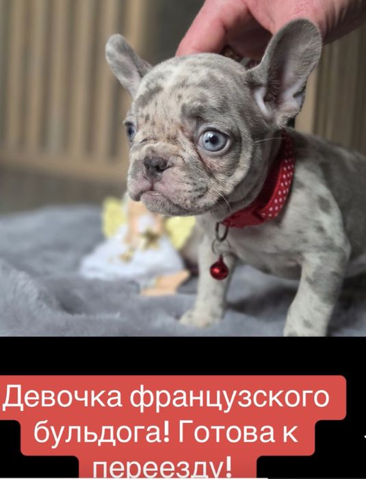 Мини! Голубые глазки , девочка