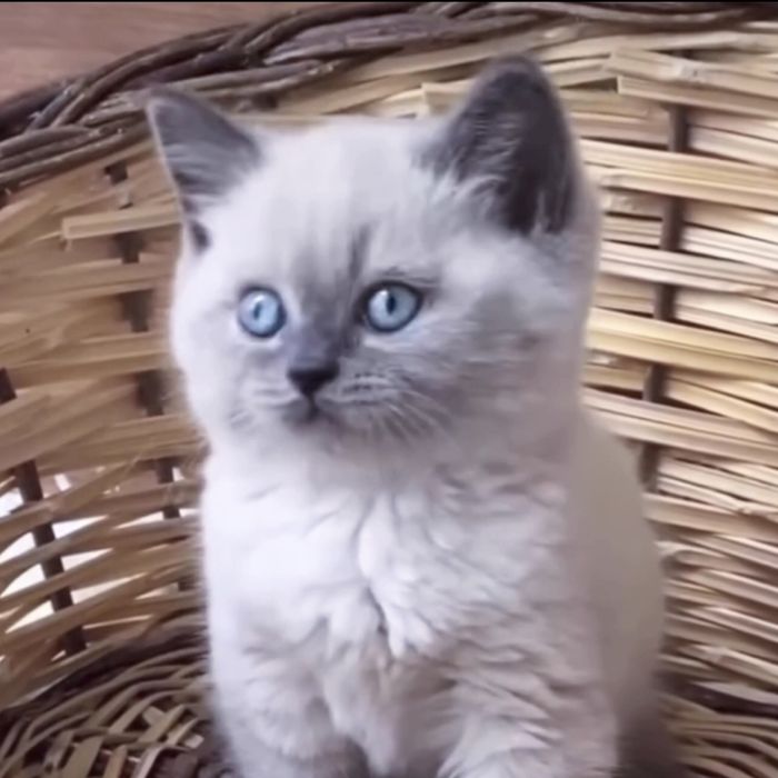 Дуже гарні кошенята