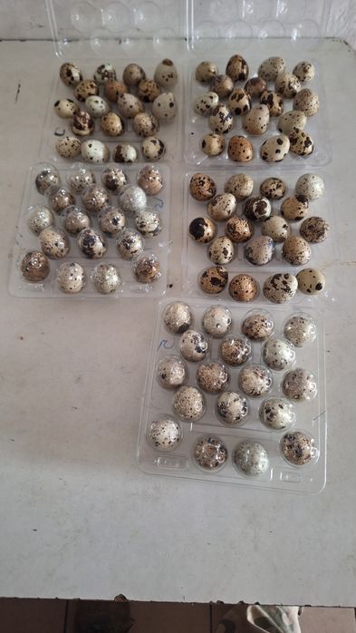 Jaja wiejskie z wolnego wybiegu, kolorowe