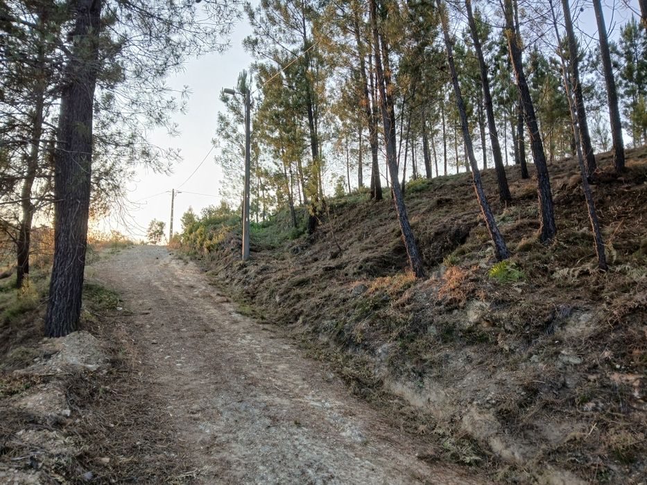 Serviços de silvicultura