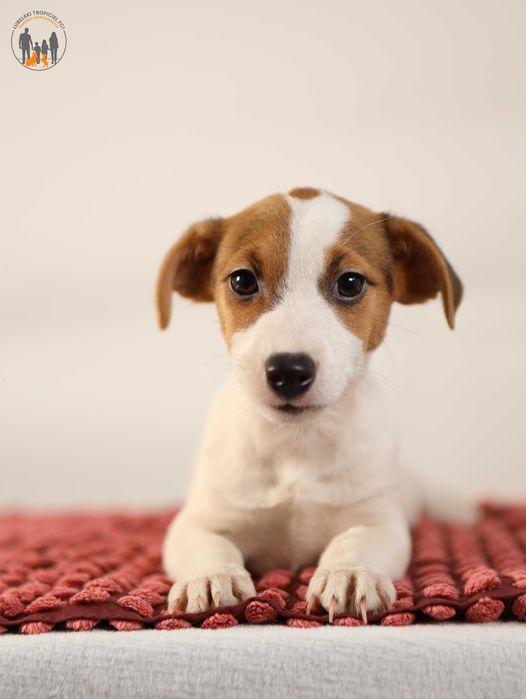 Jack Russell Terrier ZKwP FCI