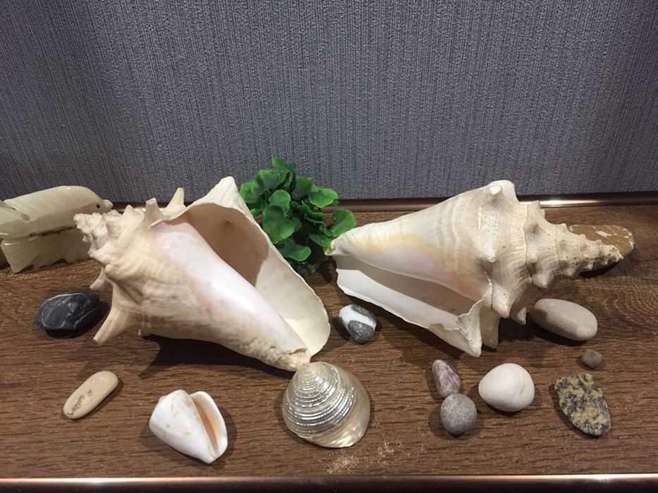 Ракушки .За две 200 грн