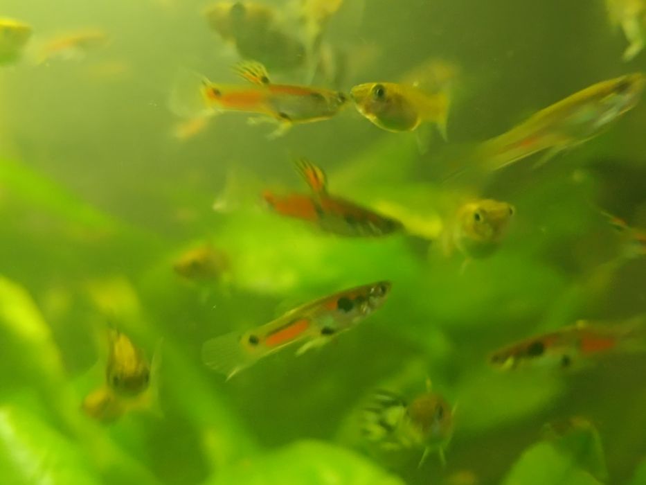 Gupiki andlera 2-3 cm.