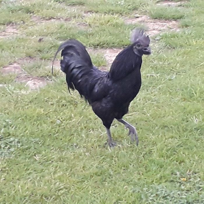 Jaja lęgowe ayam cemani