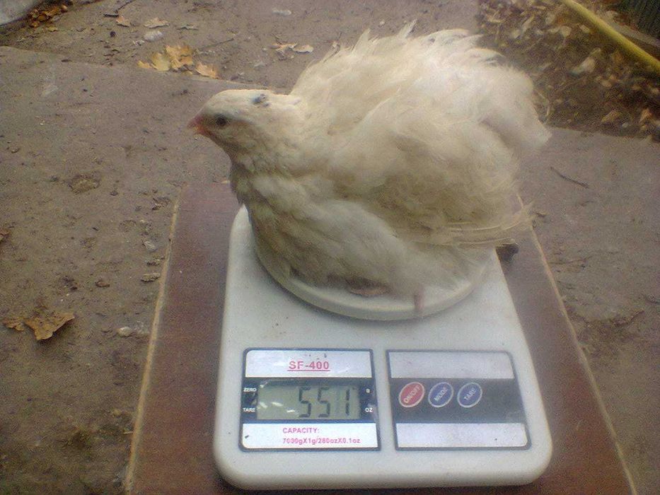 Перепілки Техаський бройлерний Добові 01,10,25