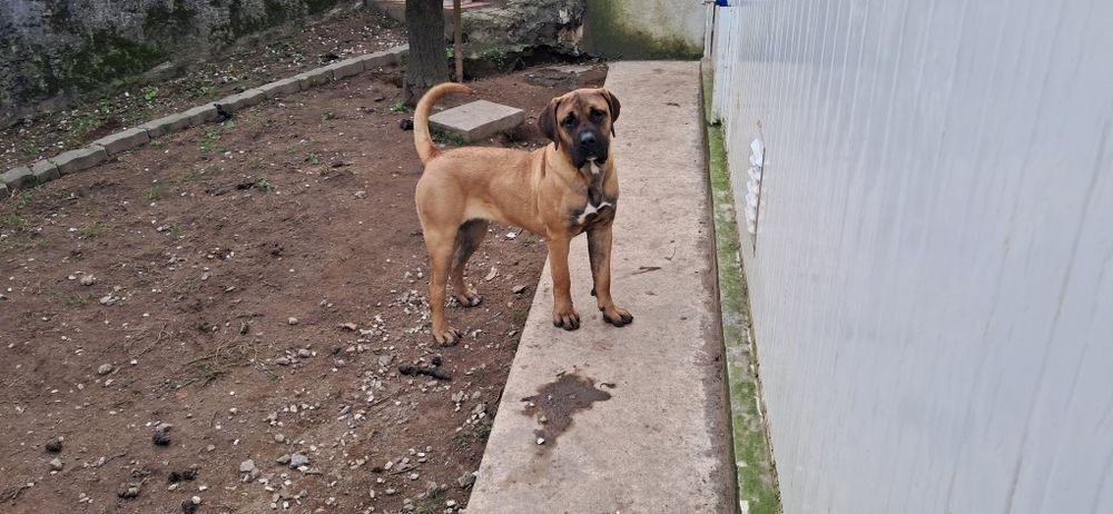 Cachorro Presa Canário