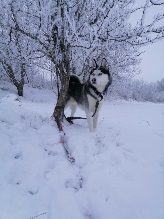 Сибірський Хаскі