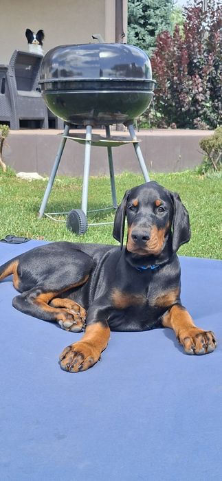 Doberman szczenie FCI