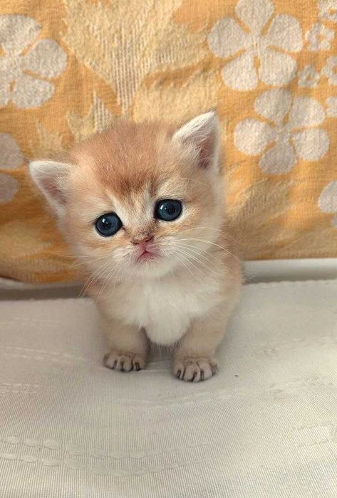 Шотландские котята (ЗОЛОТАЯ ШИНШИЛЛА)