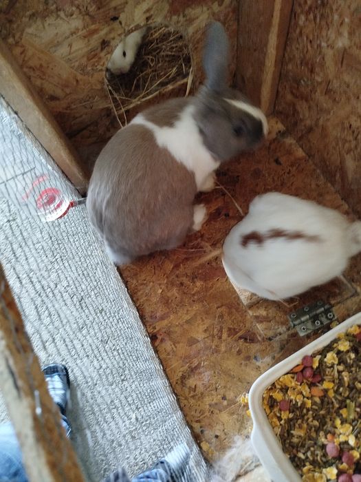 Coelhos anões novos