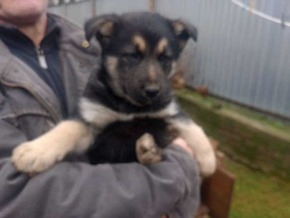 Щенки нім.вівчарки кобелі 2 місяці