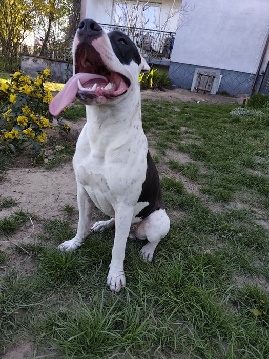 Pies typu Amstaff *Roki*