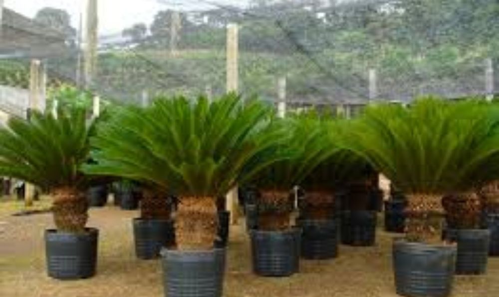 Planta natural Cica/cika