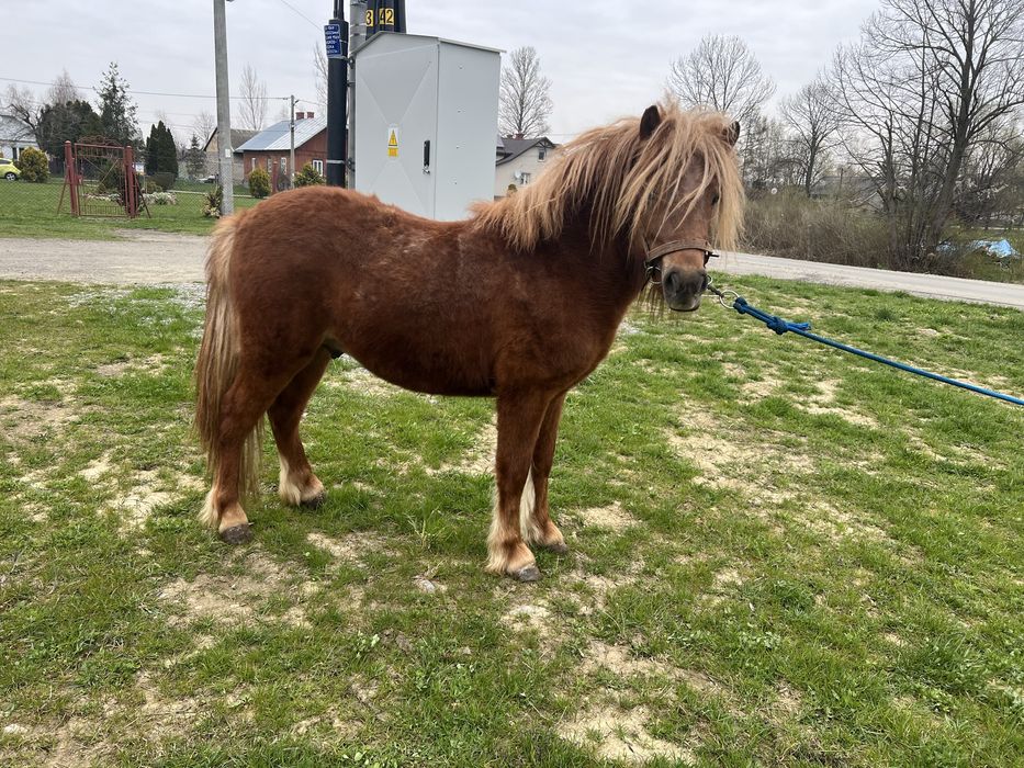 Sprzedam kucyka ogierka