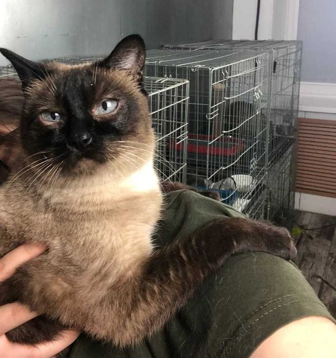 Неймовірно красива КОШЕЧКА Іззі, голубоока леді тайської породи