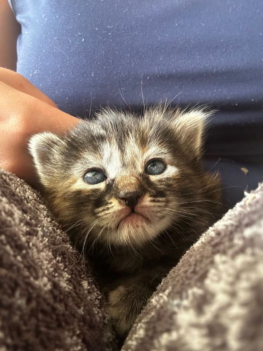 Gatinho para doar