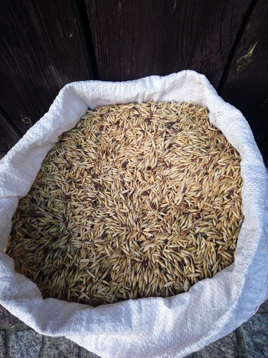 sprzedam  owies Prokop w workach