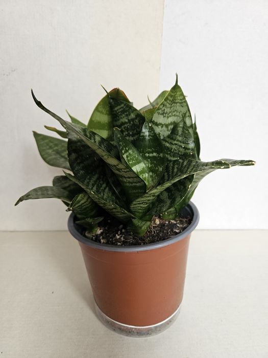 Planta Mini Espada de São Jorge em Vaso Plástico 12 cm
