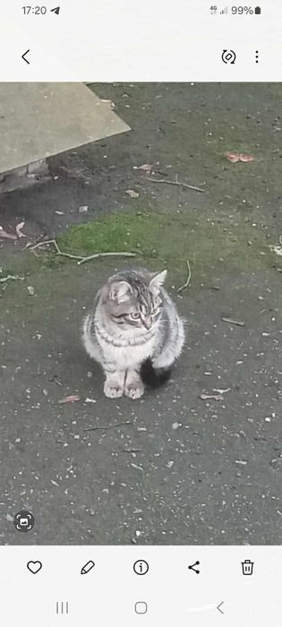 Котики шукають будинок