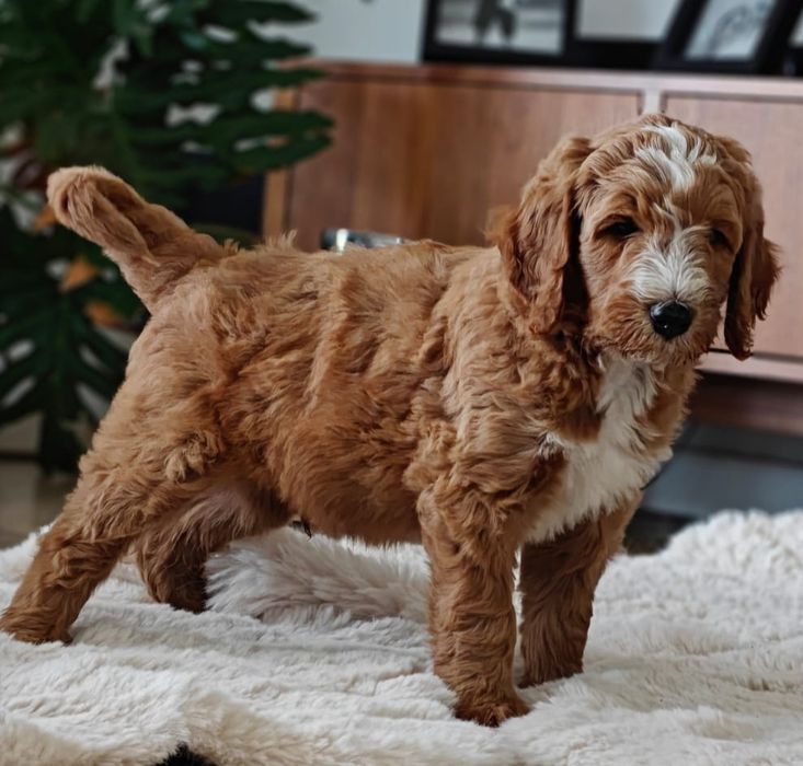 Szczeniaki Goldendoodle (standard) F1B w umaszczeniu Tuxedo