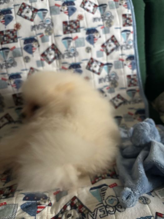 Шпиц померанский, родились 18 сентября