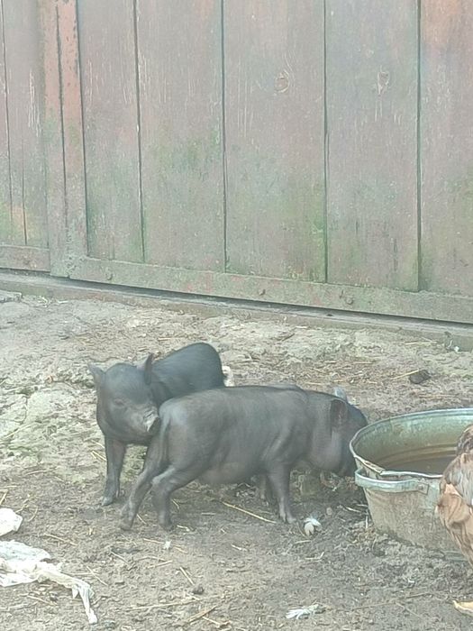 Продам вєтнамські поросята