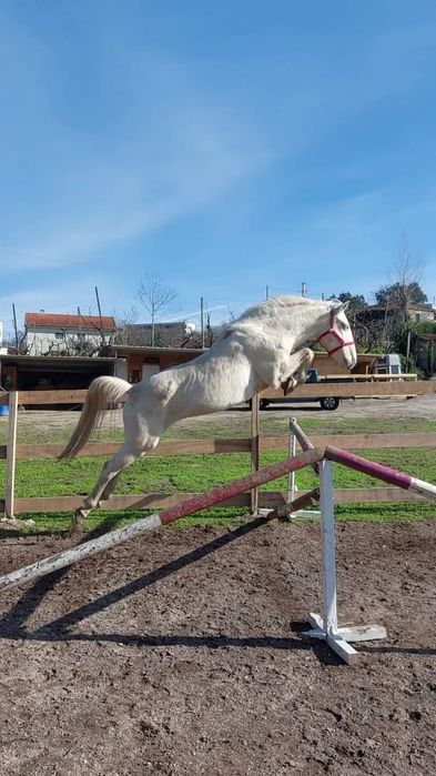 Cavalo com livro verde