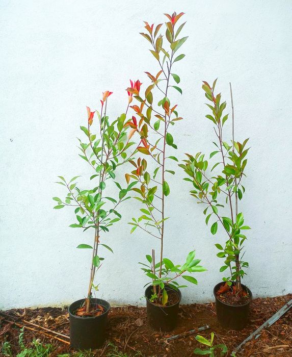 Vendo photinias.