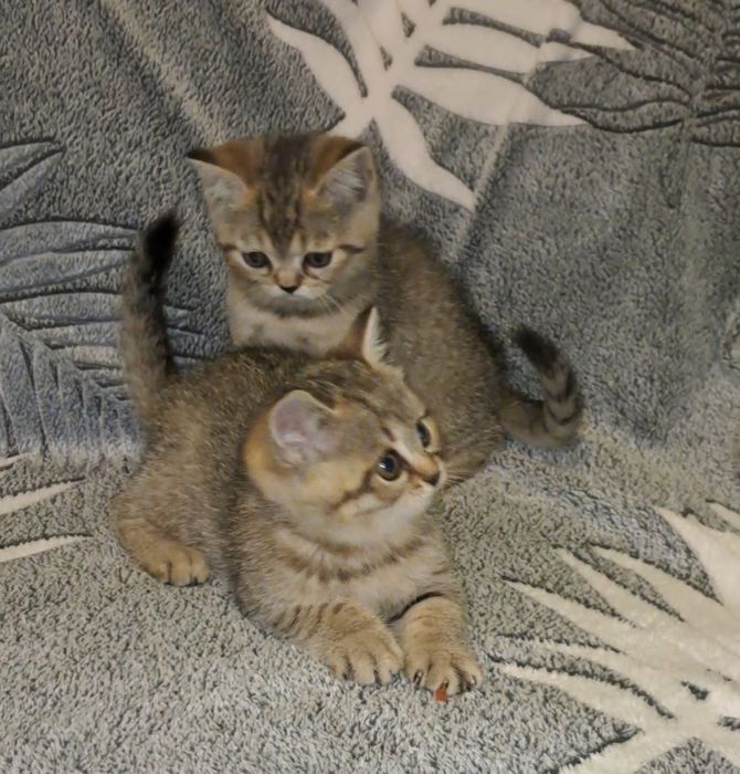 Шотландські кошенята