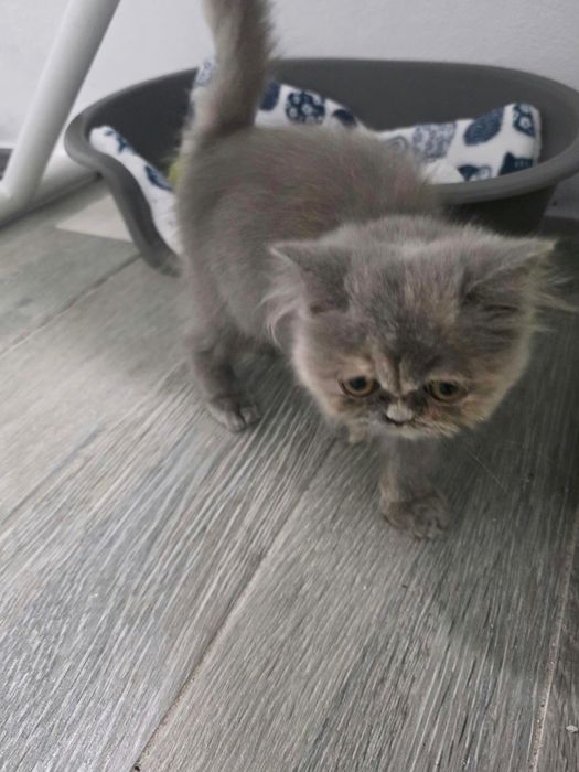Gatinha persa com 3 meses