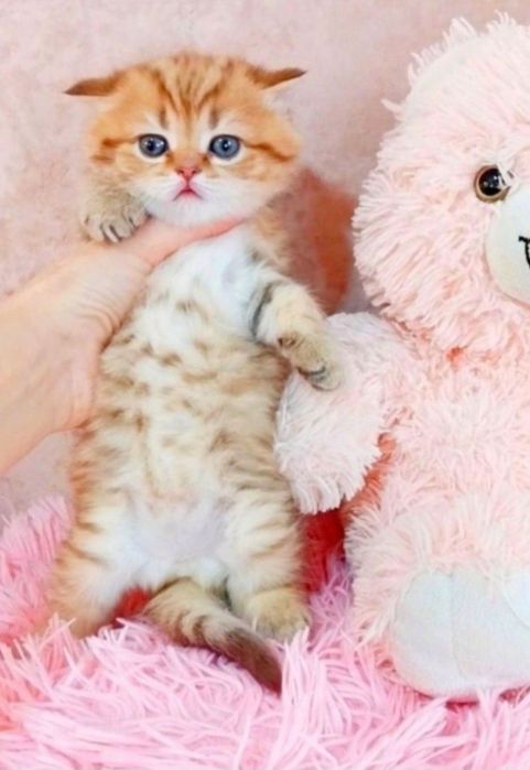 Золотая тигрулька шотландская девочка скоттиш-страйт