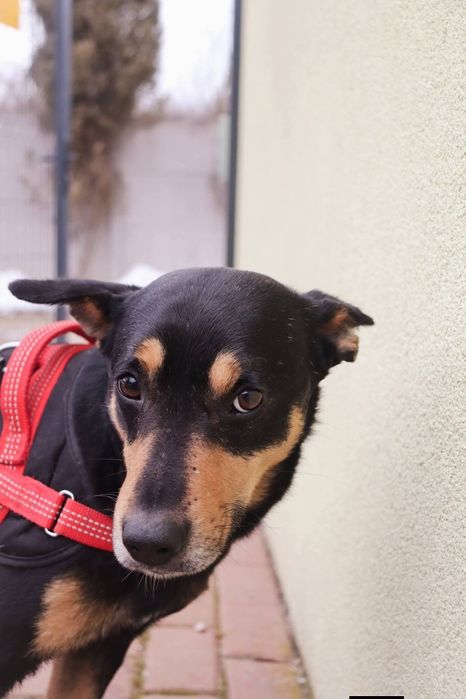 Twix 3 lata cudowny piesek