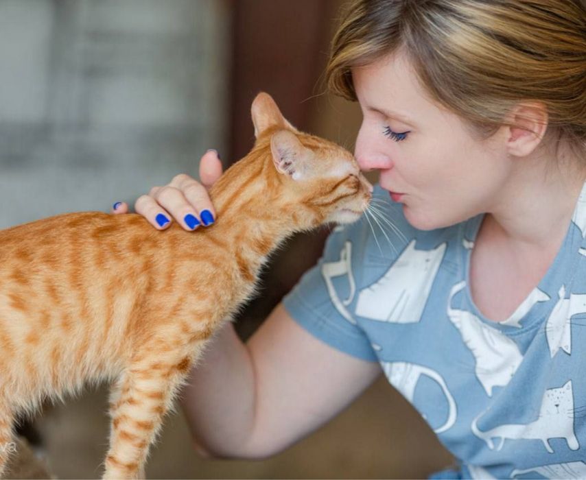 Рыжий шилохвост 1.5 годика, котенок Данке