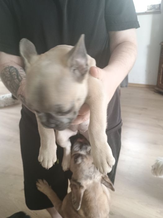 Buldog francuski dziewczynka