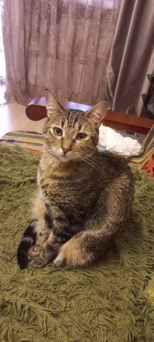 Отдам даром в добрые руки полосатую кошечку