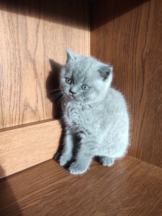 Шотландський прямовухий кіт