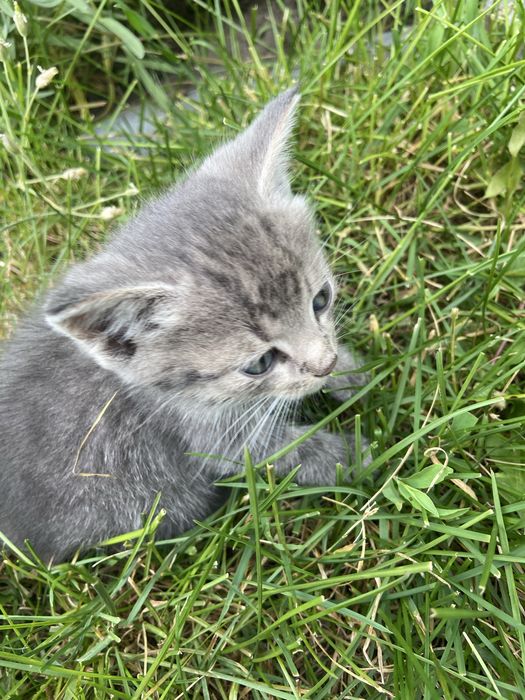 котята девочки 1,1 месяца