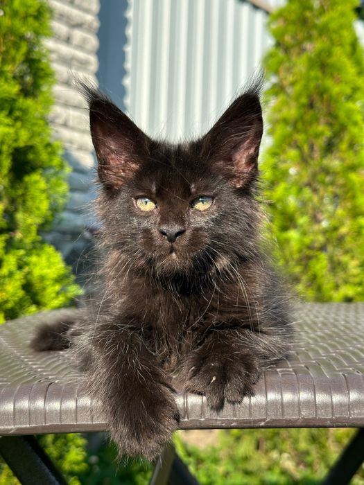 Zura-Kotka Maine Coon