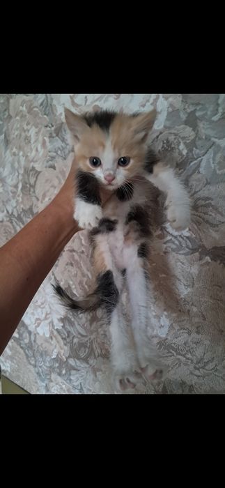 Кошенята котики безкоштовно Мала Виска