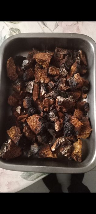 Чага березова свіжозібрана