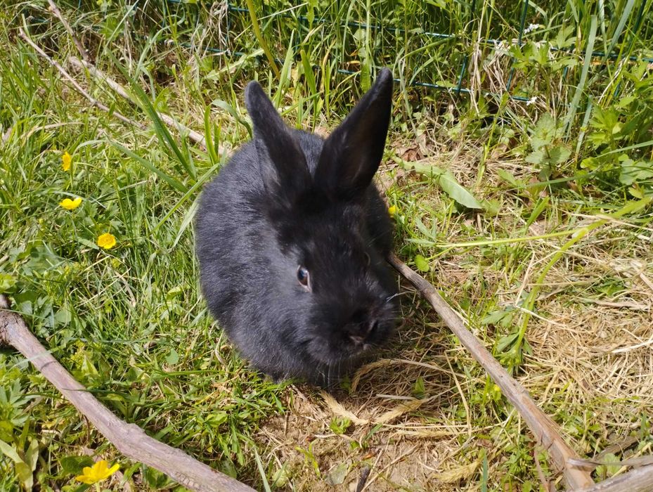 Продаються кролики.