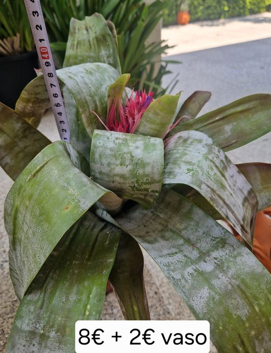 Planta bromelia prateada